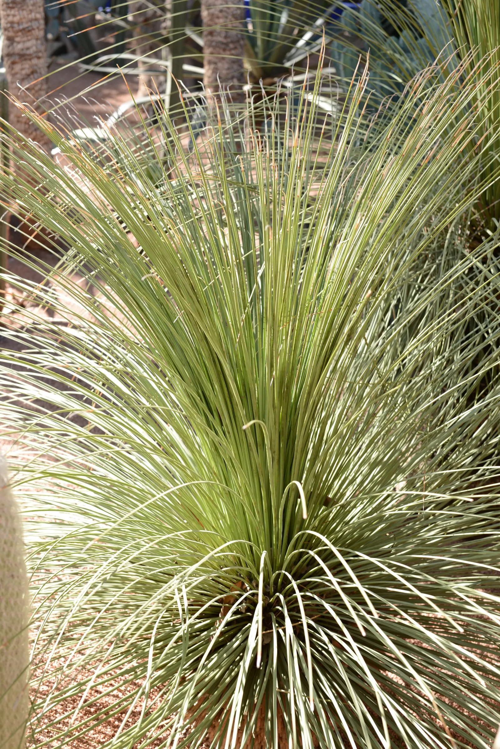 Hedgehog Agave (Agave Stricta) — is a striking succulent that originates from the arid highlands of Mexico