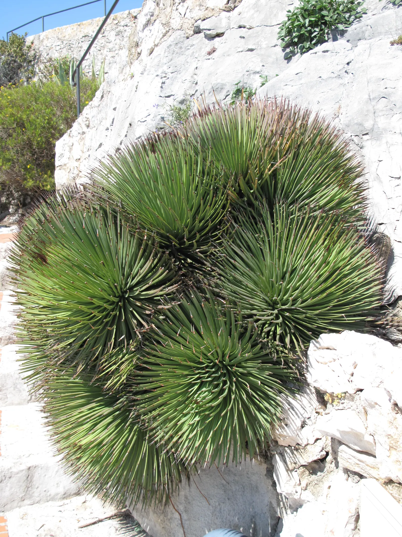 Hedgehog Agave (Agave Stricta) — Its dramatic stalk of purple flowers