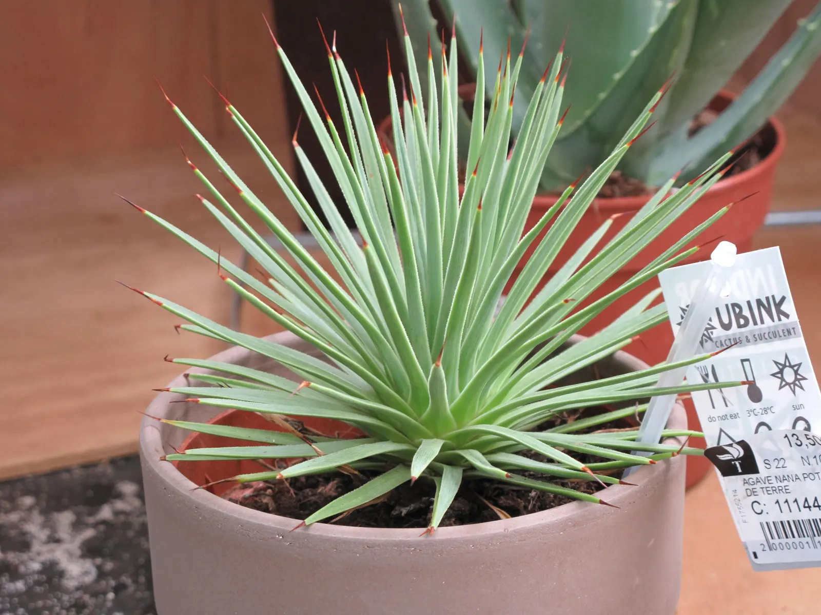 Hedgehog Agave (Agave Stricta) — The Hedgehog Agave (Agave stricta) is a compact succulent ideal for xeriscapes