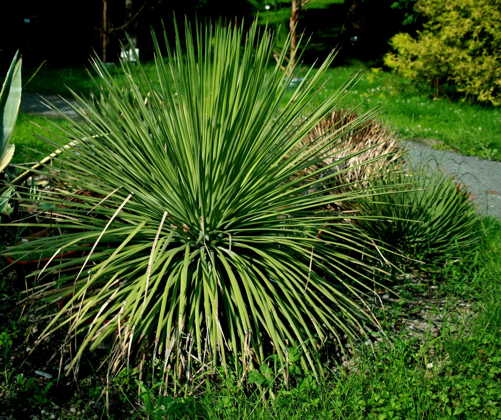 Hedgehog Agave (Agave Stricta) — needle-like leaves forming dense