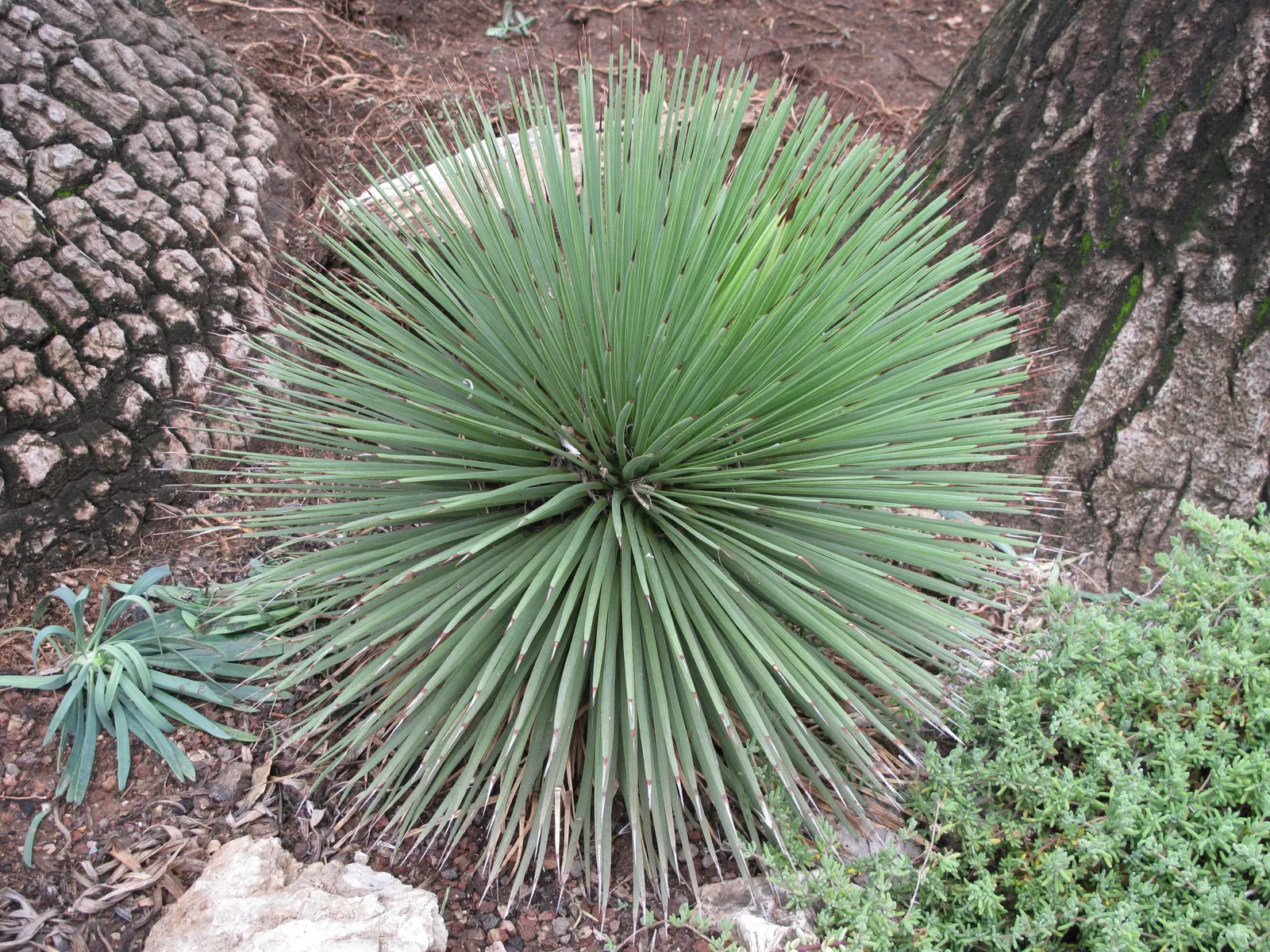 Hedgehog Agave (Agave Stricta) — This drought-tolerant species boast narrow