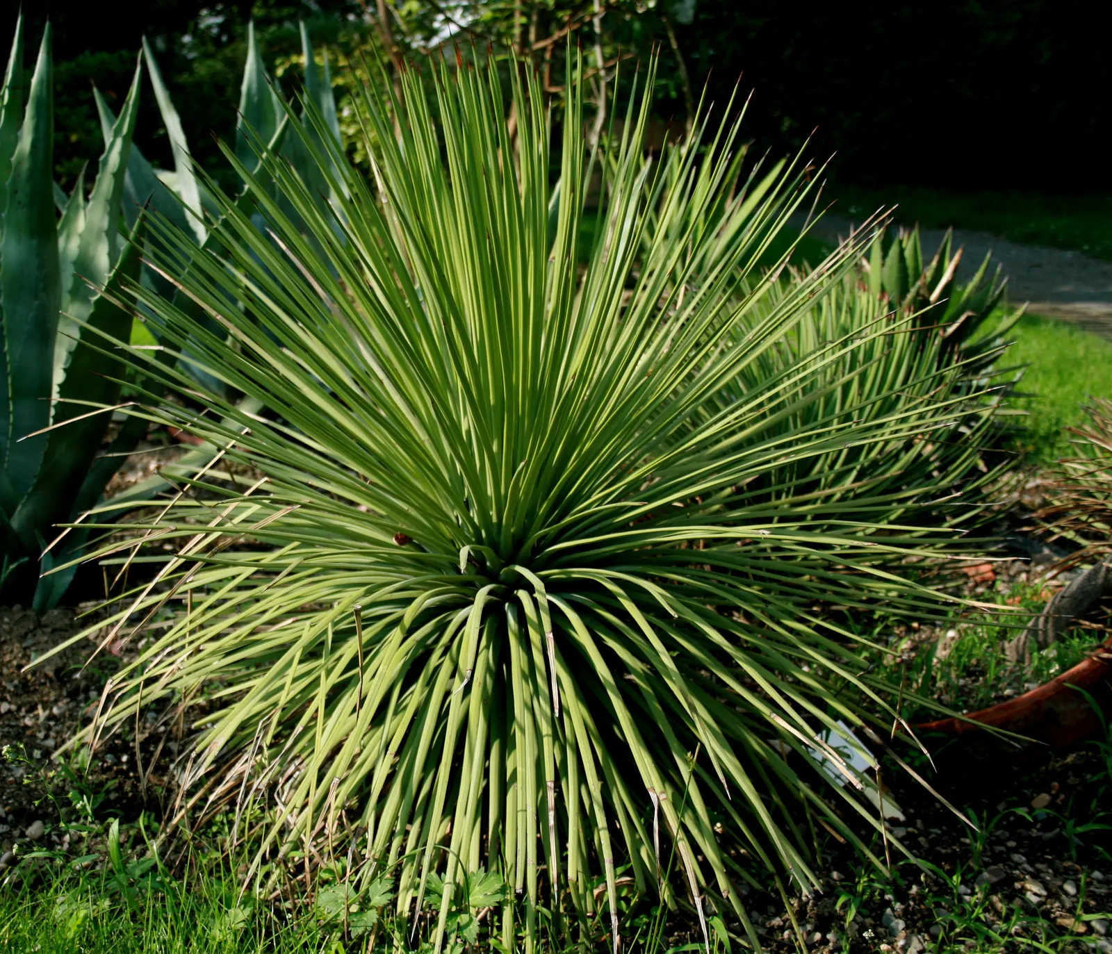 Hedgehog Agave (Agave Stricta) — makes a striking statement in rock gardens or as a container specimen