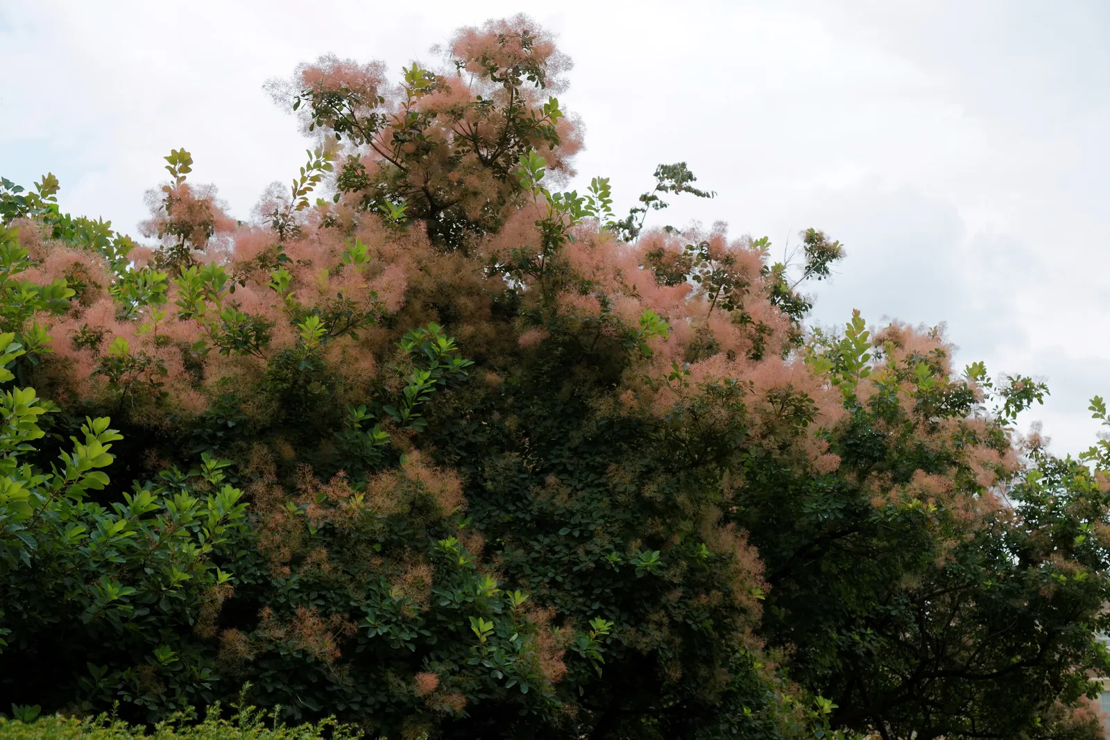 Purple Smoketree (Cotinus Coggygria 'Purpureus') — features multi-season appeal with its purplish foliage and feathery "smoke" blooms; drought-tolerant once
