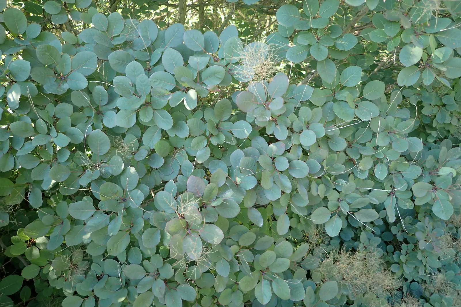 Purple Smoketree (Cotinus Coggygria 'Purpureus') — bushy shrub.<br><br>Drought-tolerant once established