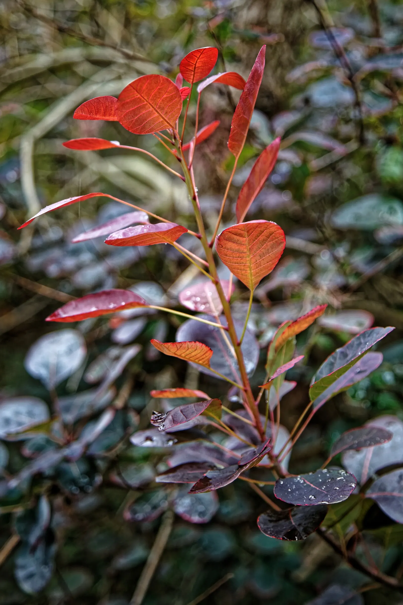Purple Smoketree (Cotinus Coggygria 'Purpureus') — These inflorescences can reach 6 to 8 inches long