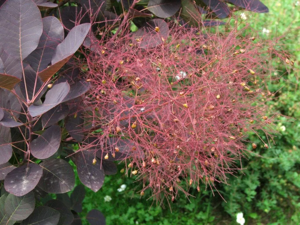 Purple Smoketree (Cotinus Coggygria 'Purpureus') — purple flowers in the garden