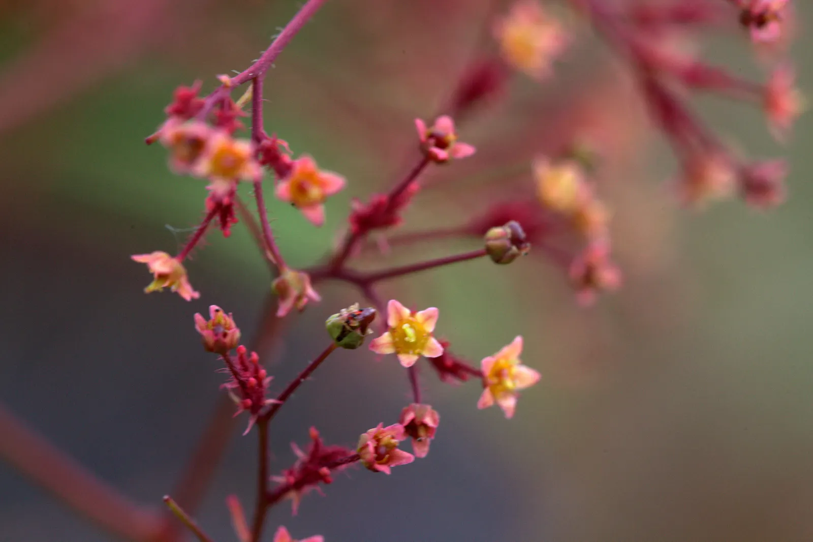 Purple Smoketree (Cotinus Coggygria 'Purpureus') — although it performs best in well-drained soils
