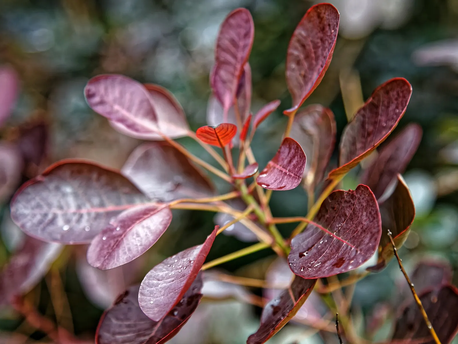 Purple Smoketree (Cotinus Coggygria 'Purpureus') — purplish-red foliage that matures to a richer purple as the season progresses