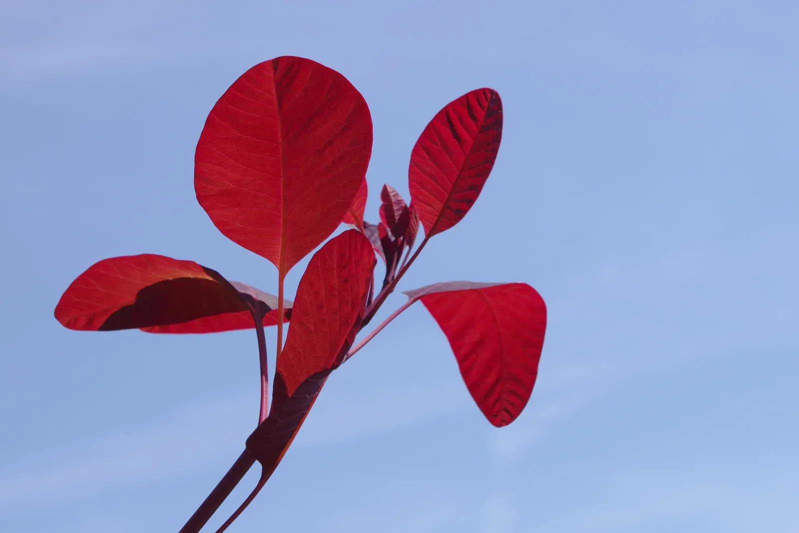 Purple Smoketree (Cotinus Coggygria 'Purpureus') — shrub / tree for full or half