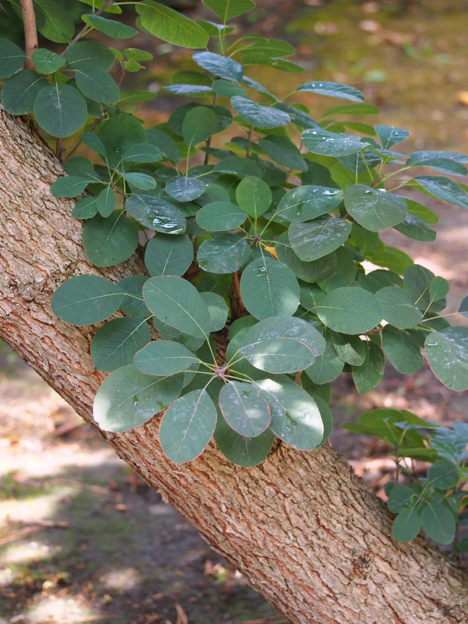 Purple Smoketree (Cotinus Coggygria 'Purpureus') — Ideal for adding texture and a burst of color to gardens, it requires minimal trimming