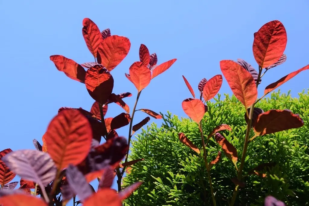 Purple Smoketree (Cotinus Coggygria 'Purpureus') — making it an ideal choice for gardeners seeking striking color with little effort