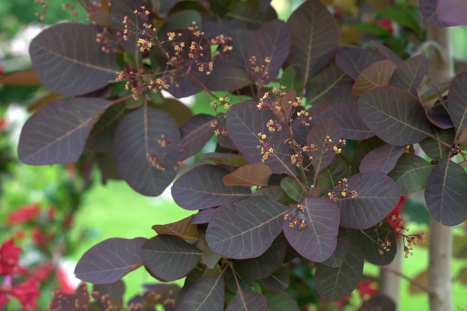 Purple Smoketree (Cotinus Coggygria 'Purpureus') — Drought-tolerant once established