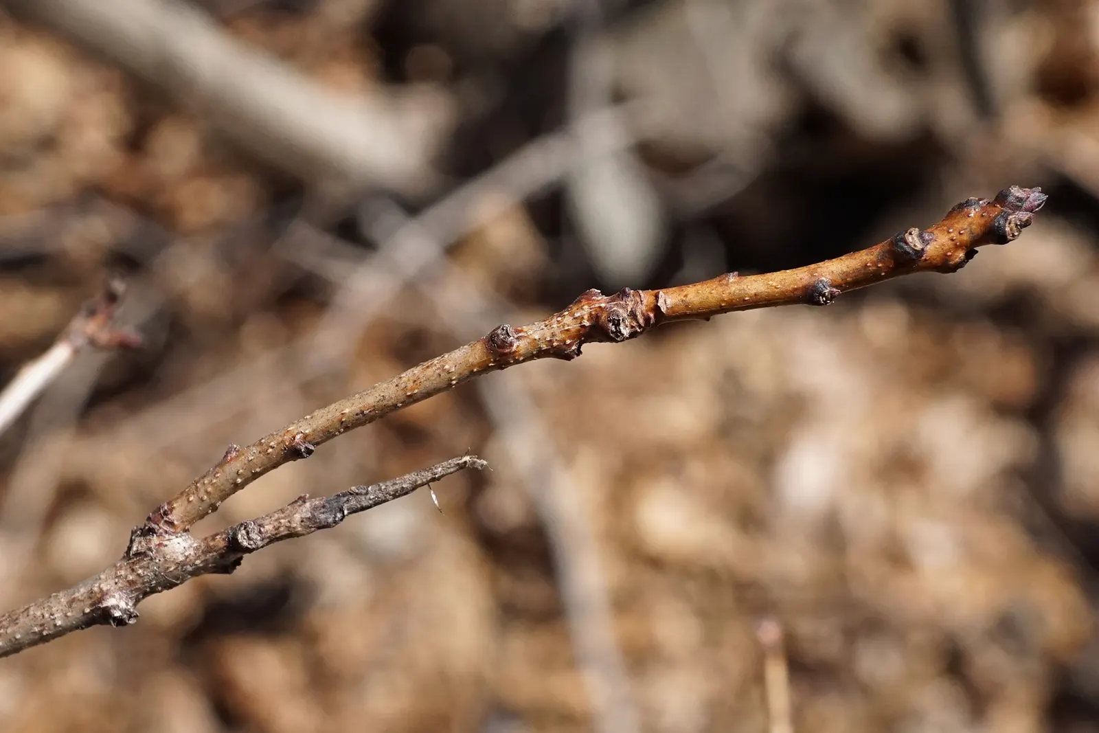 Purple Smoketree (Cotinus Coggygria 'Purpureus') — this versatile shrub prefers full sun to partial shade and is adaptable to a range of soil types