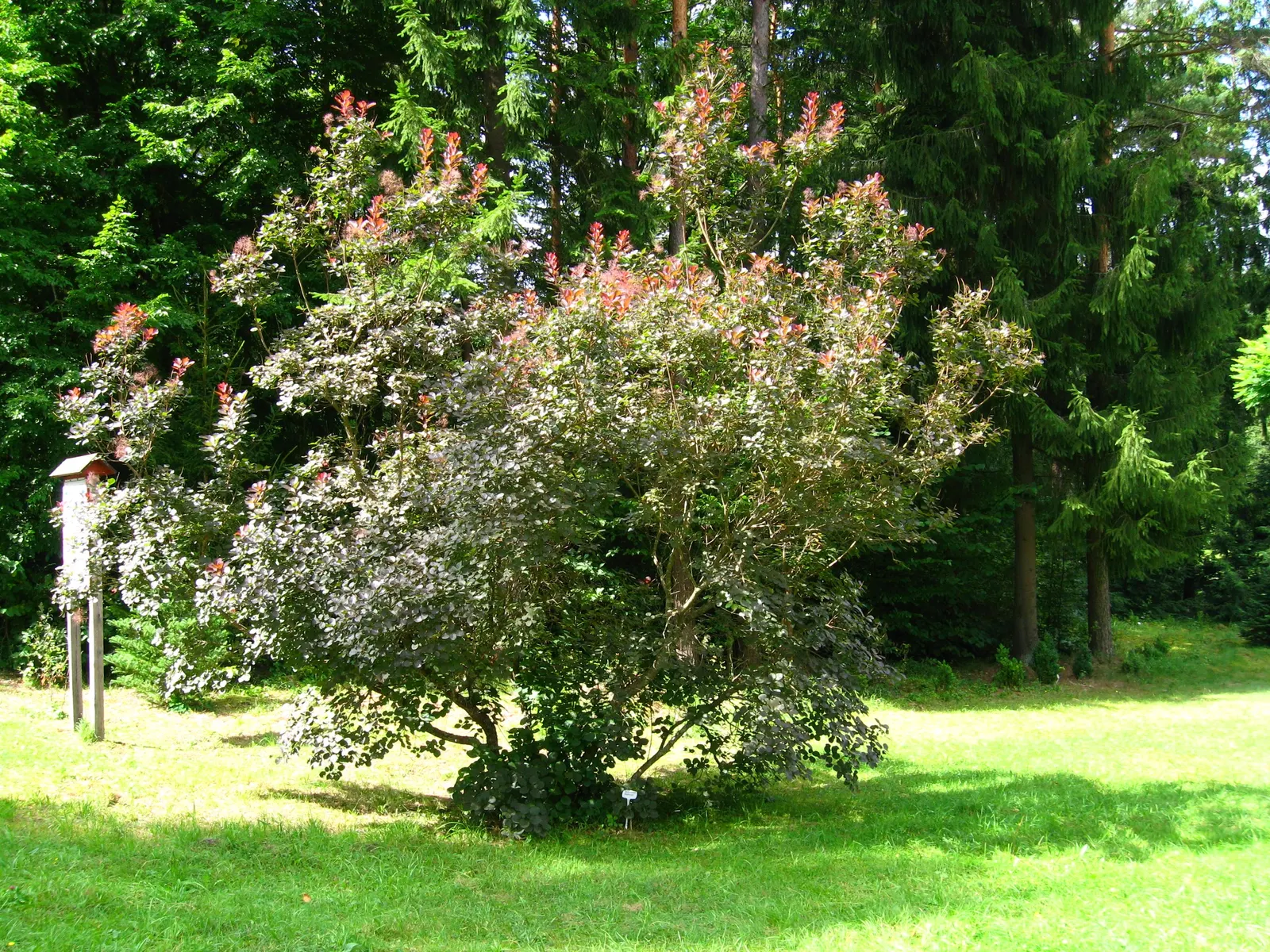 Purple Smoketree (Cotinus Coggygria 'Purpureus') — Thriving in zones 5-9, it reaches 10-15 feet in height and width; feathery 'smoke-like' plumes of blossoms