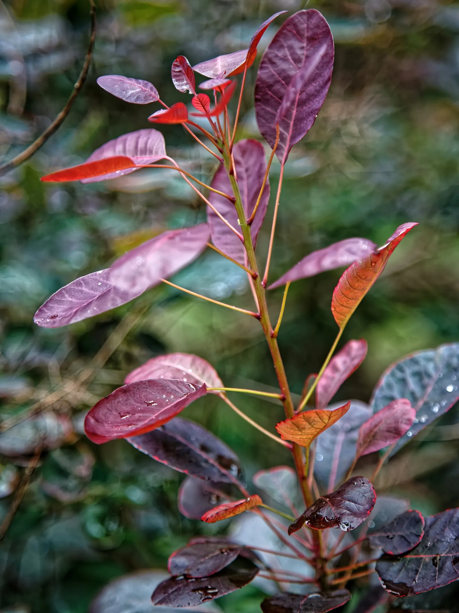 Purple Smoketree (Cotinus Coggygria 'Purpureus') — giving it the appearance of being enshrouded in a cloud of smoke