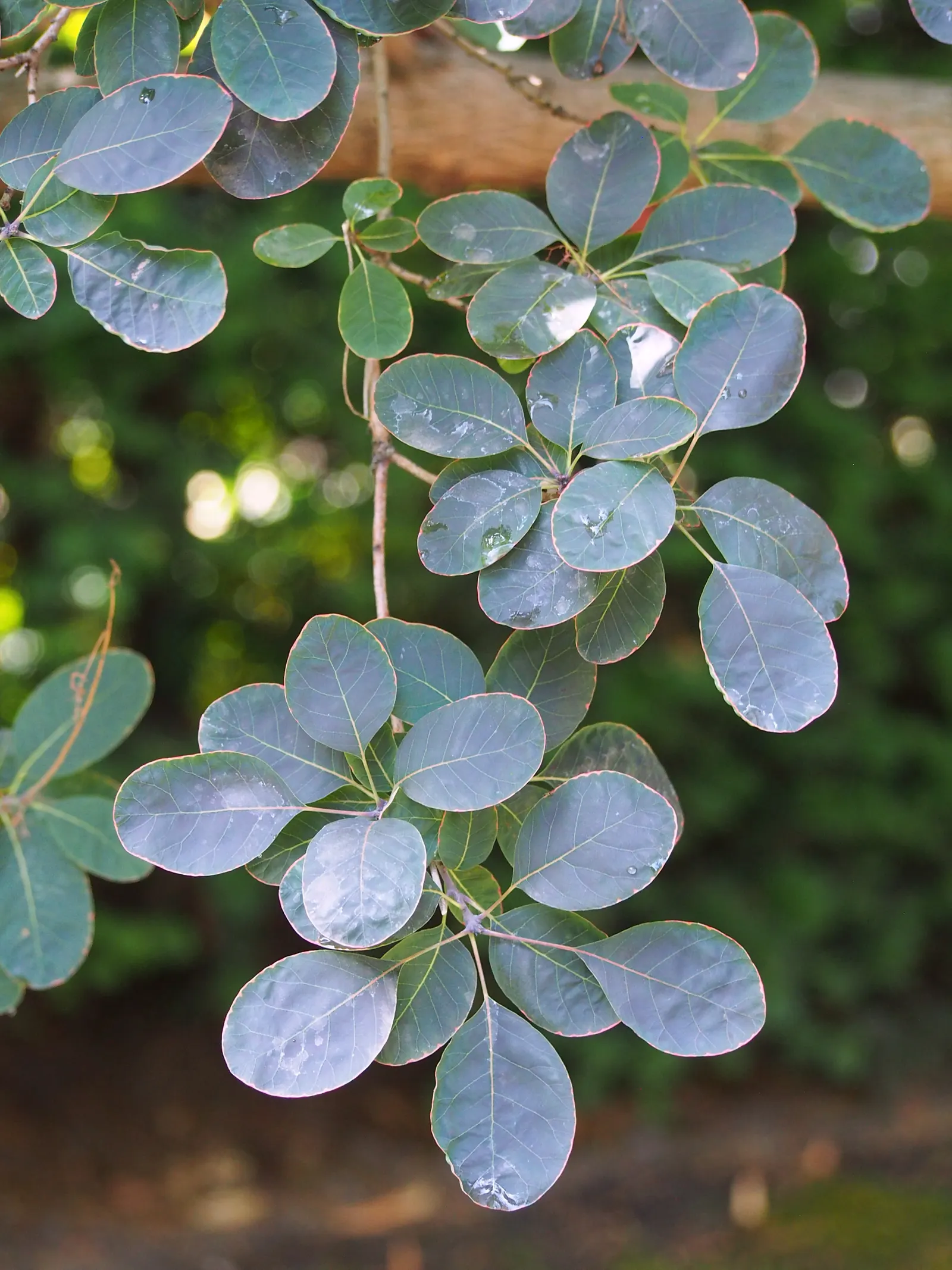 Purple Smoketree (Cotinus Coggygria 'Purpureus') — is a captivating deciduous shrub that can serve as a striking focal point in any landscape design