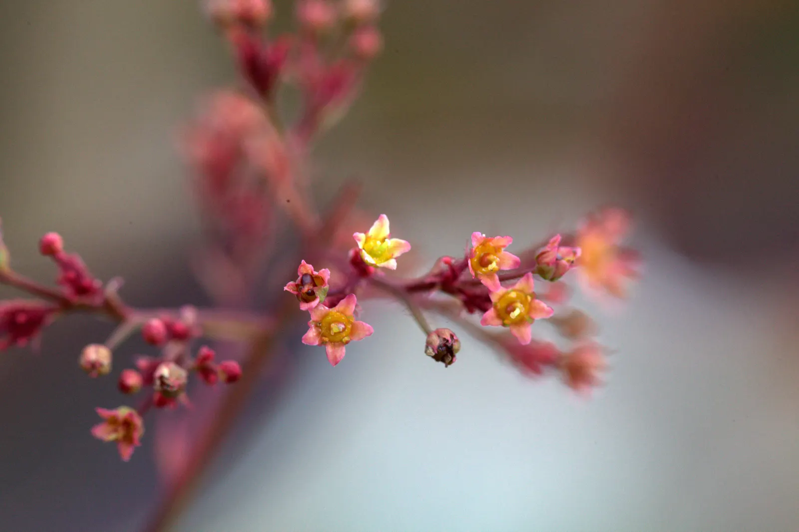 Purple Smoketree (Cotinus Coggygria 'Purpureus') — Prefers full sun to part shade and well-drained soil
