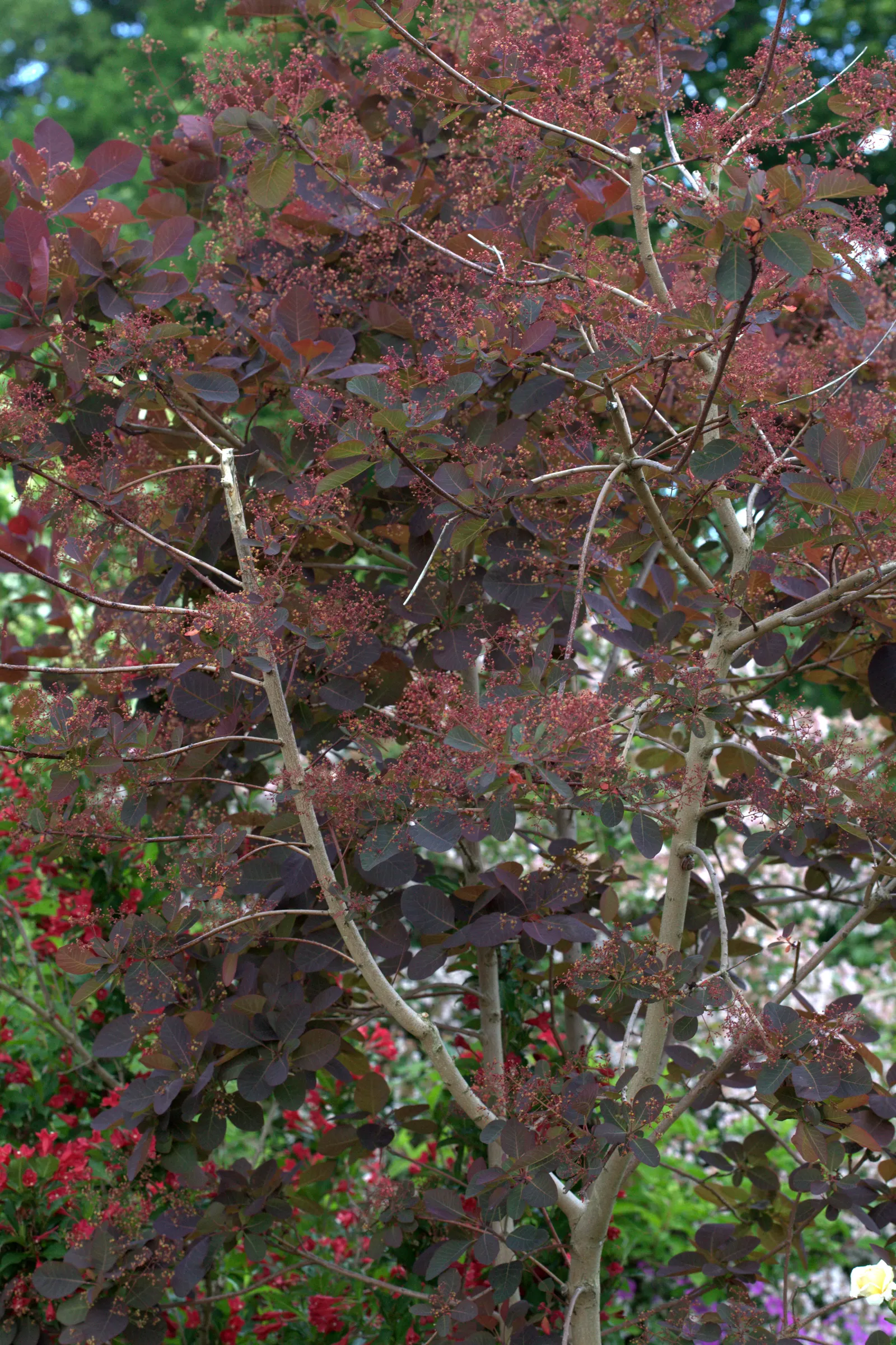 Purple Smoketree (Cotinus Coggygria 'Purpureus') — Thriving in zones 5-9, it reaches 10-15 feet in height and width