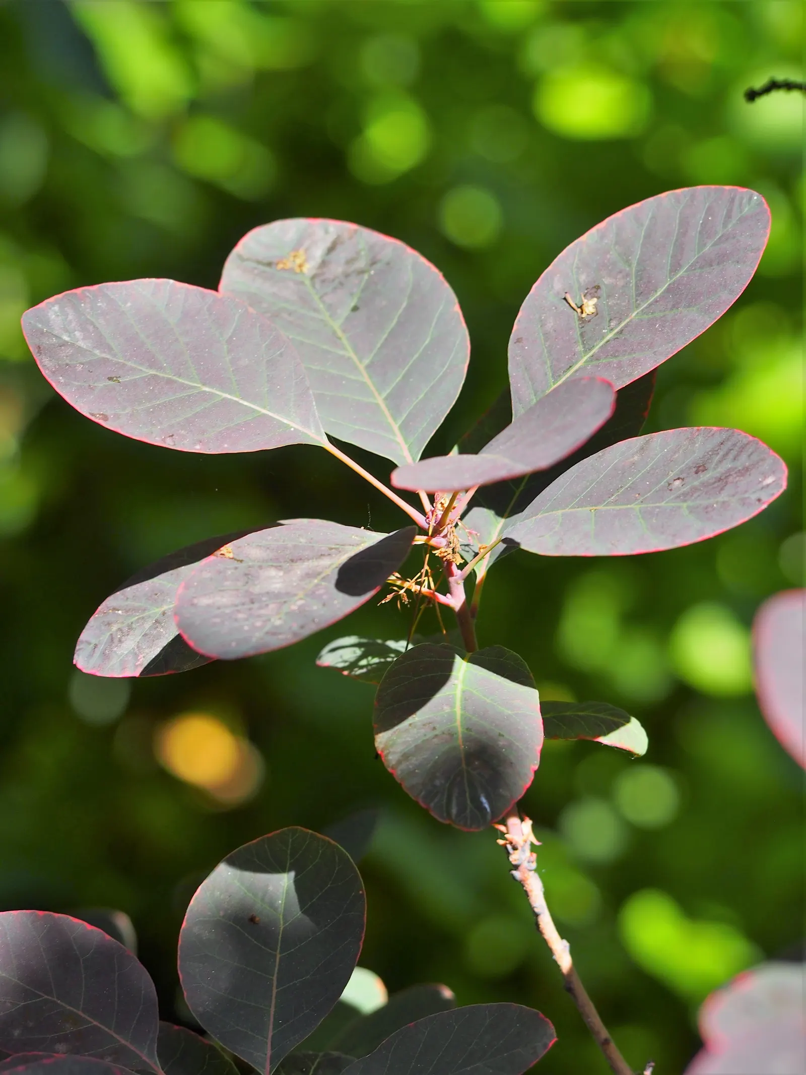 Purple Smoketree (Cotinus Coggygria 'Purpureus') — With a moderate growth rate