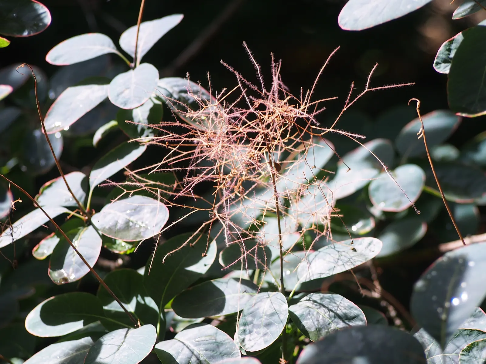 Purple Smoketree (Cotinus Coggygria 'Purpureus') — A captivating specimen or background plant