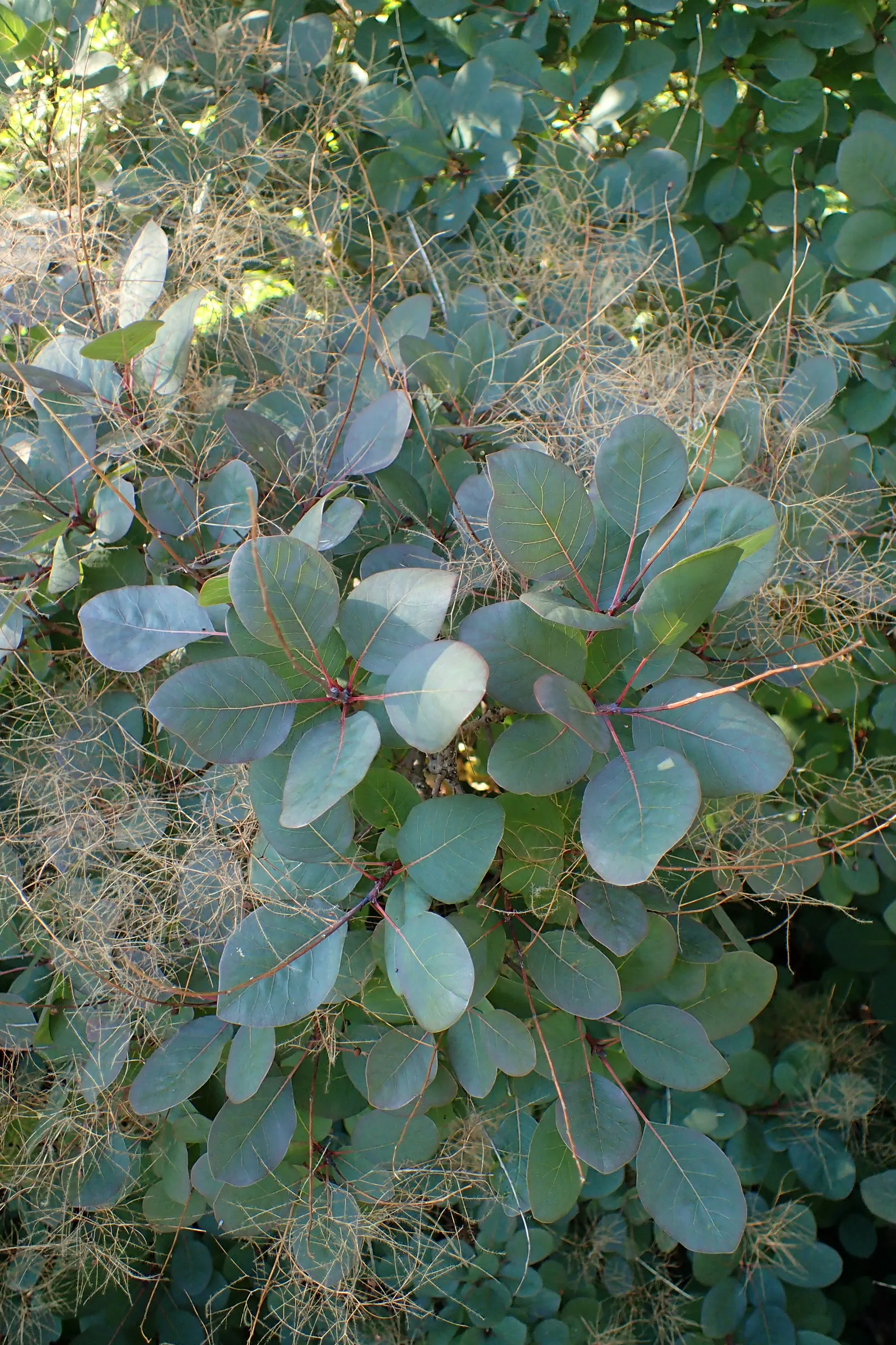 Purple Smoketree (Cotinus Coggygria 'Purpureus') — the Cotinus coggygria 'Purpureus' requires minimal irrigation and is relatively low-maintenance