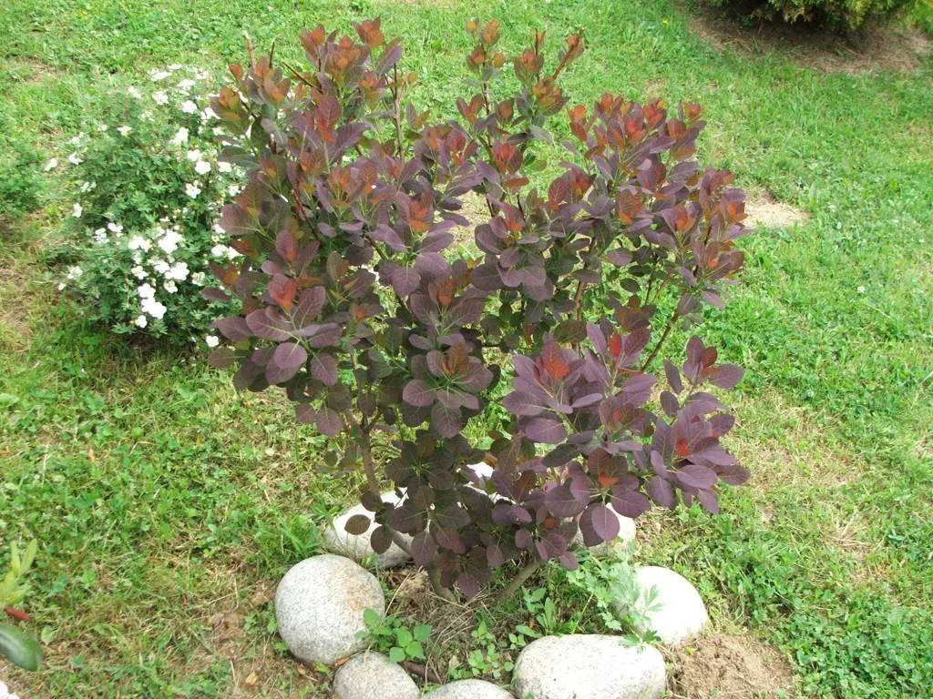 Purple Smoketree (Cotinus Coggygria 'Purpureus') — the Purple Smoketree produces dramatic