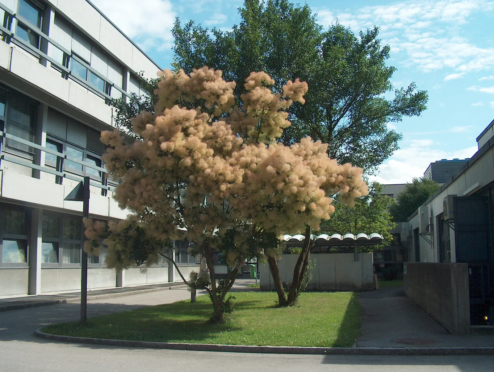 Purple Smoketree (Cotinus Coggygria 'Purpureus') — shrub / tree with purple blooms