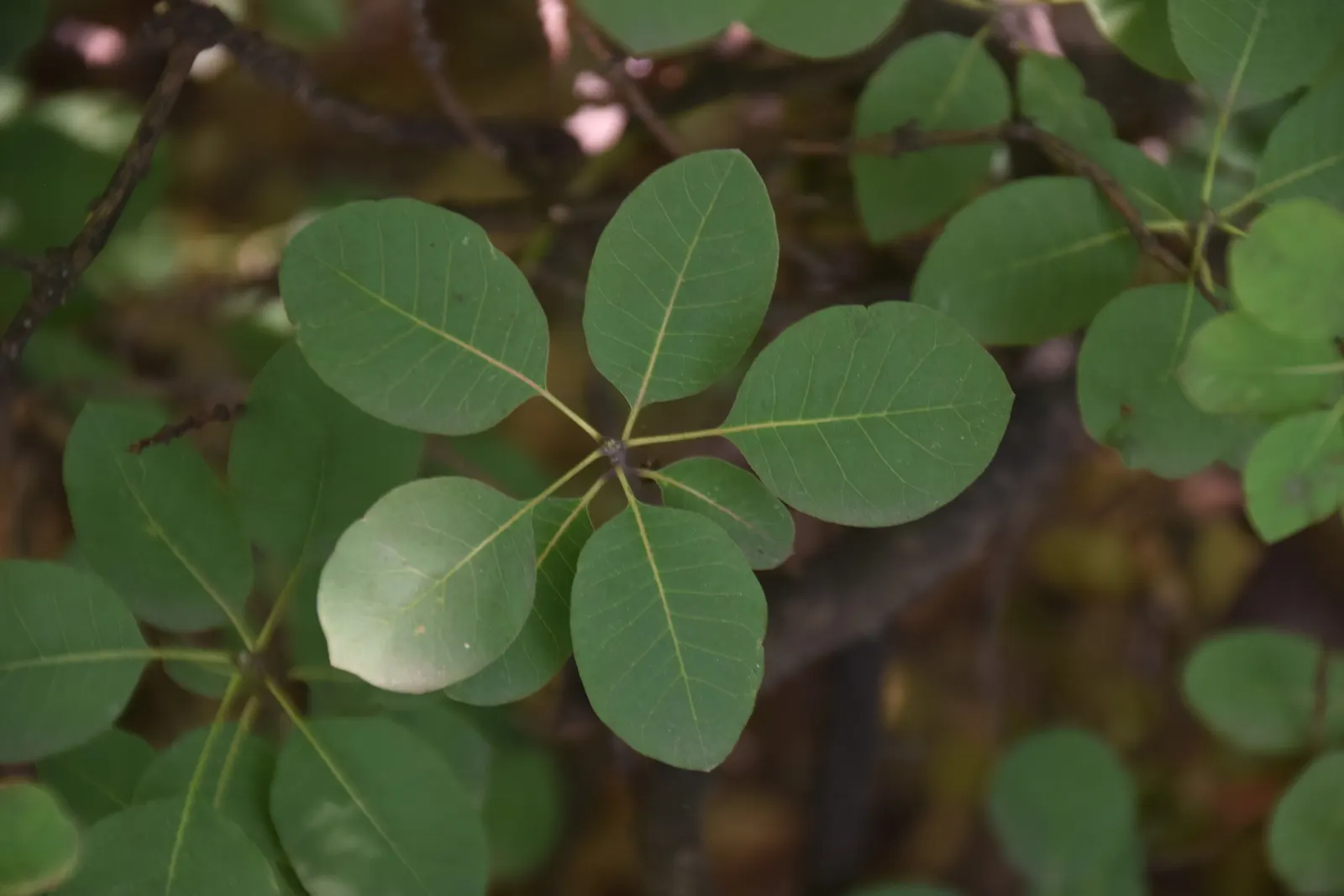 Purple Smoketree (Cotinus Coggygria 'Purpureus') — features multi-season appeal with its purplish foliage and feathery "smoke" blooms