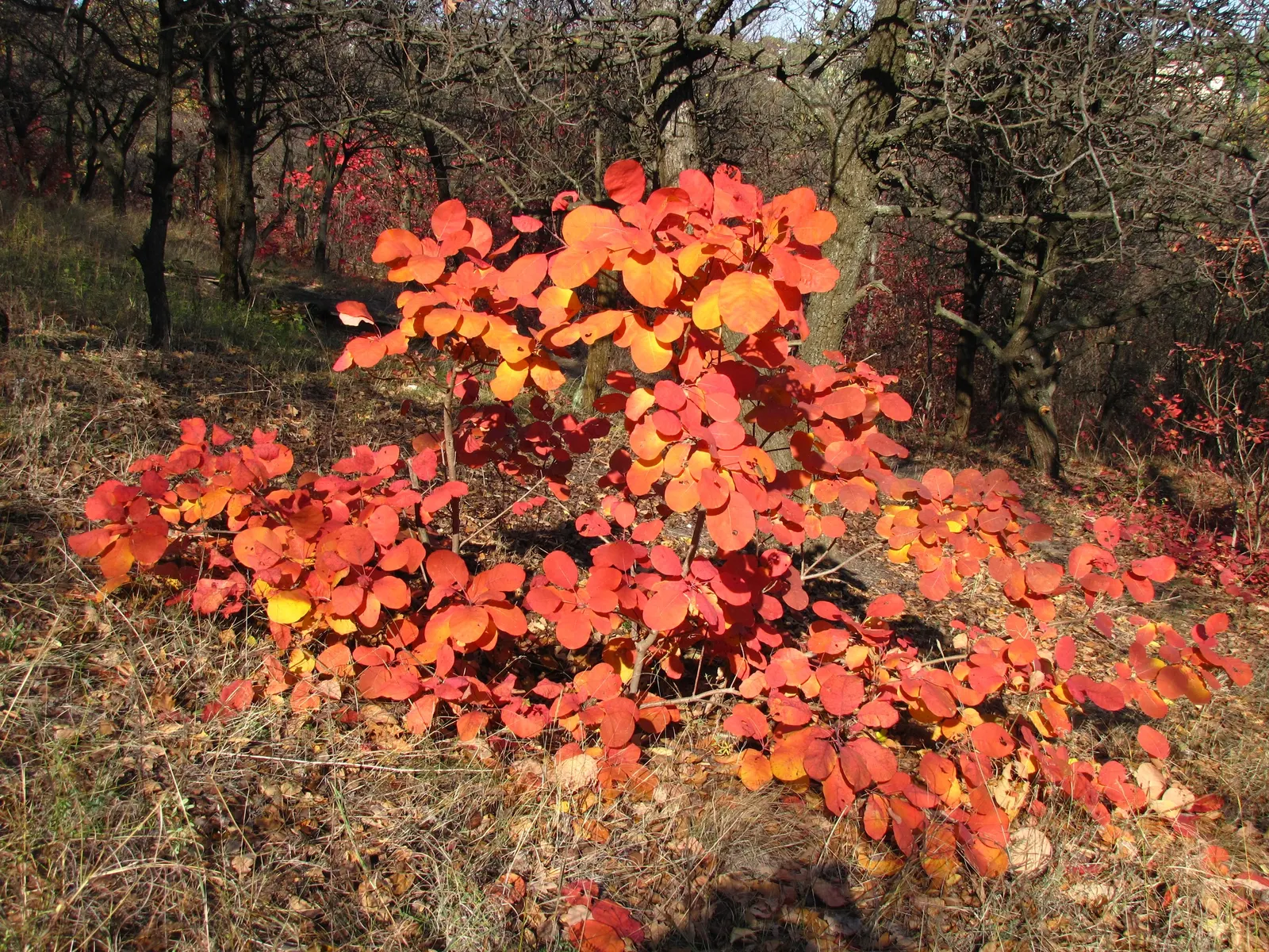 Purple Smoketree (Cotinus Coggygria 'Purpureus') — This variety is renowned for its rounded