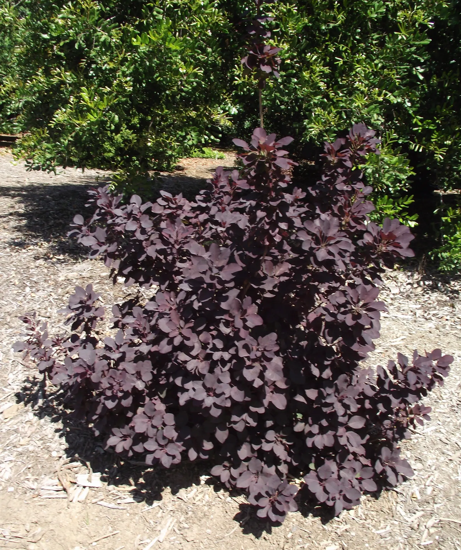 Purple Smoketree (Cotinus Coggygria 'Purpureus') — feathery 'smoke-like' plumes of blossoms that are a dusky pink in color