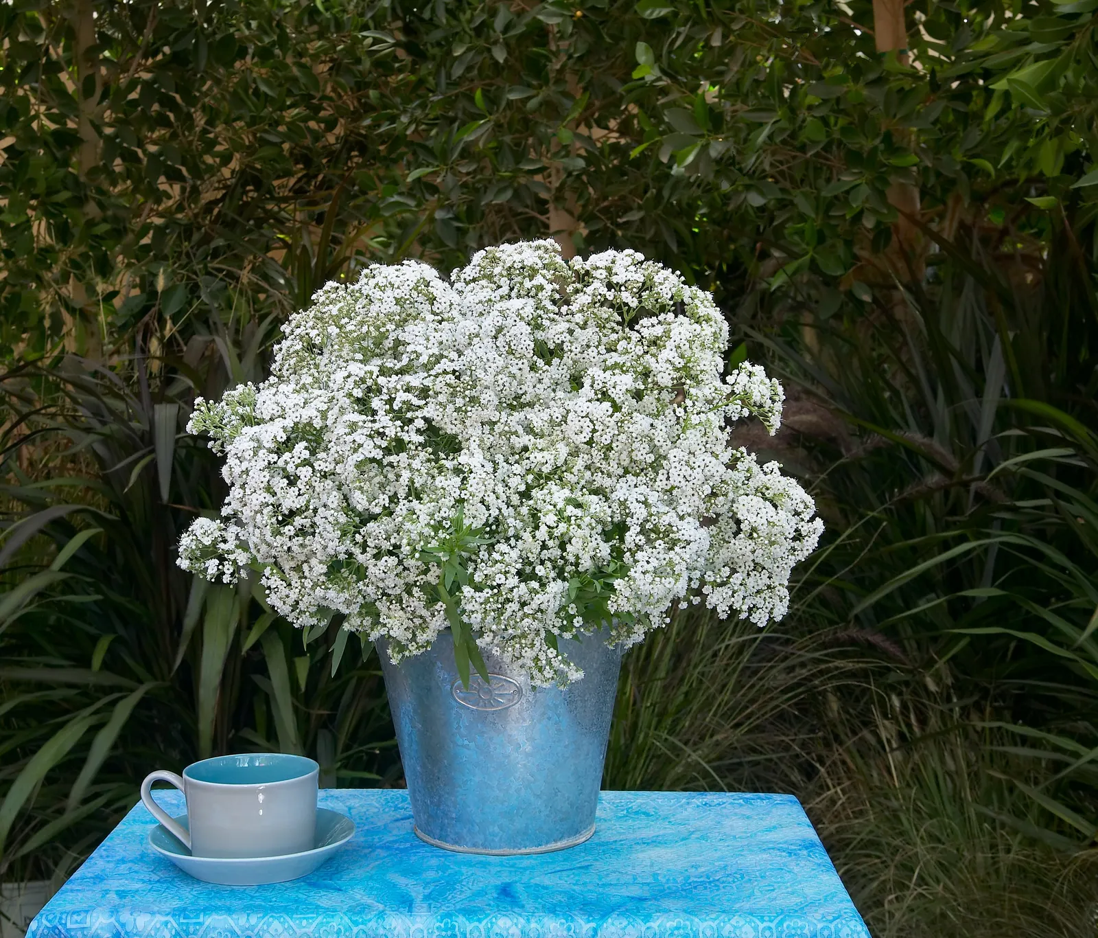 Festival Star® Hardy Baby's Breath (Gypsophila paniculata) — information and resources