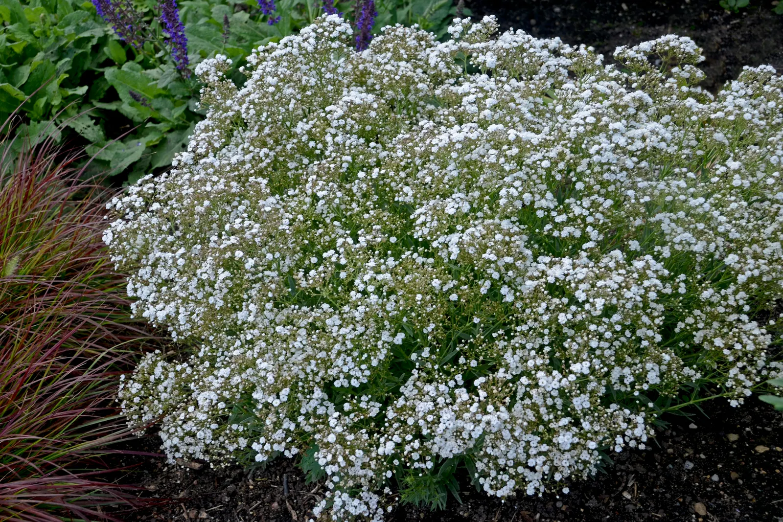 Festival Star® Hardy Baby's Breath (Gypsophila paniculata) — information and resources; great cut or dried flower