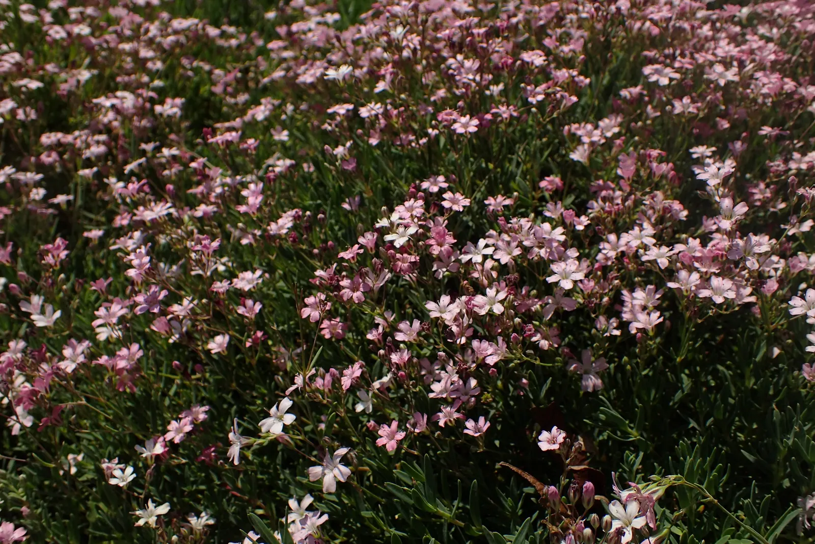 Creeping Baby's Breath (Gypsophila Repens) — requiring full sun for optimal flourishing; ground cover / perennial for full, image 53