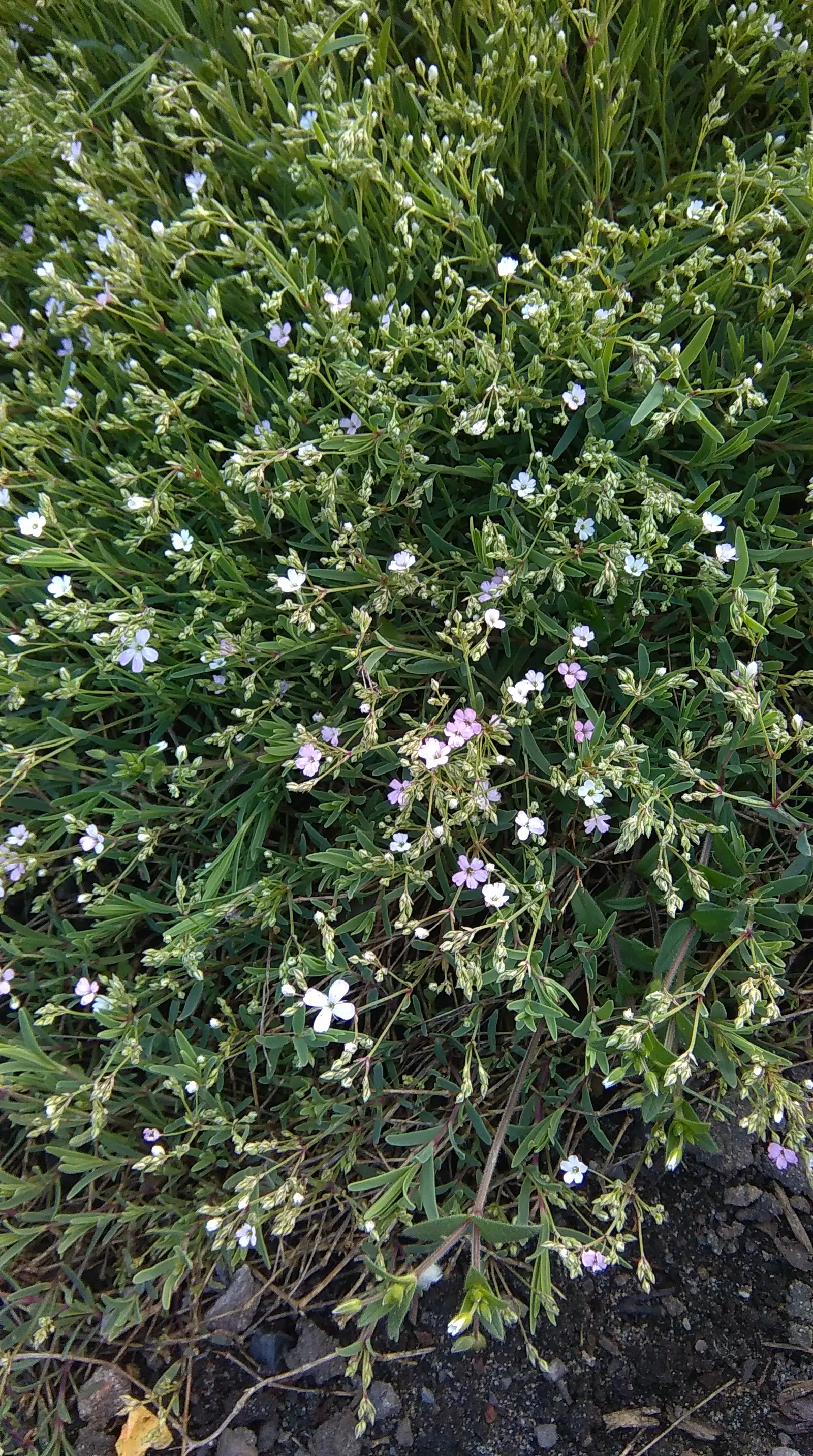 Creeping Baby's Breath (Gypsophila Repens) — This species is low maintenance