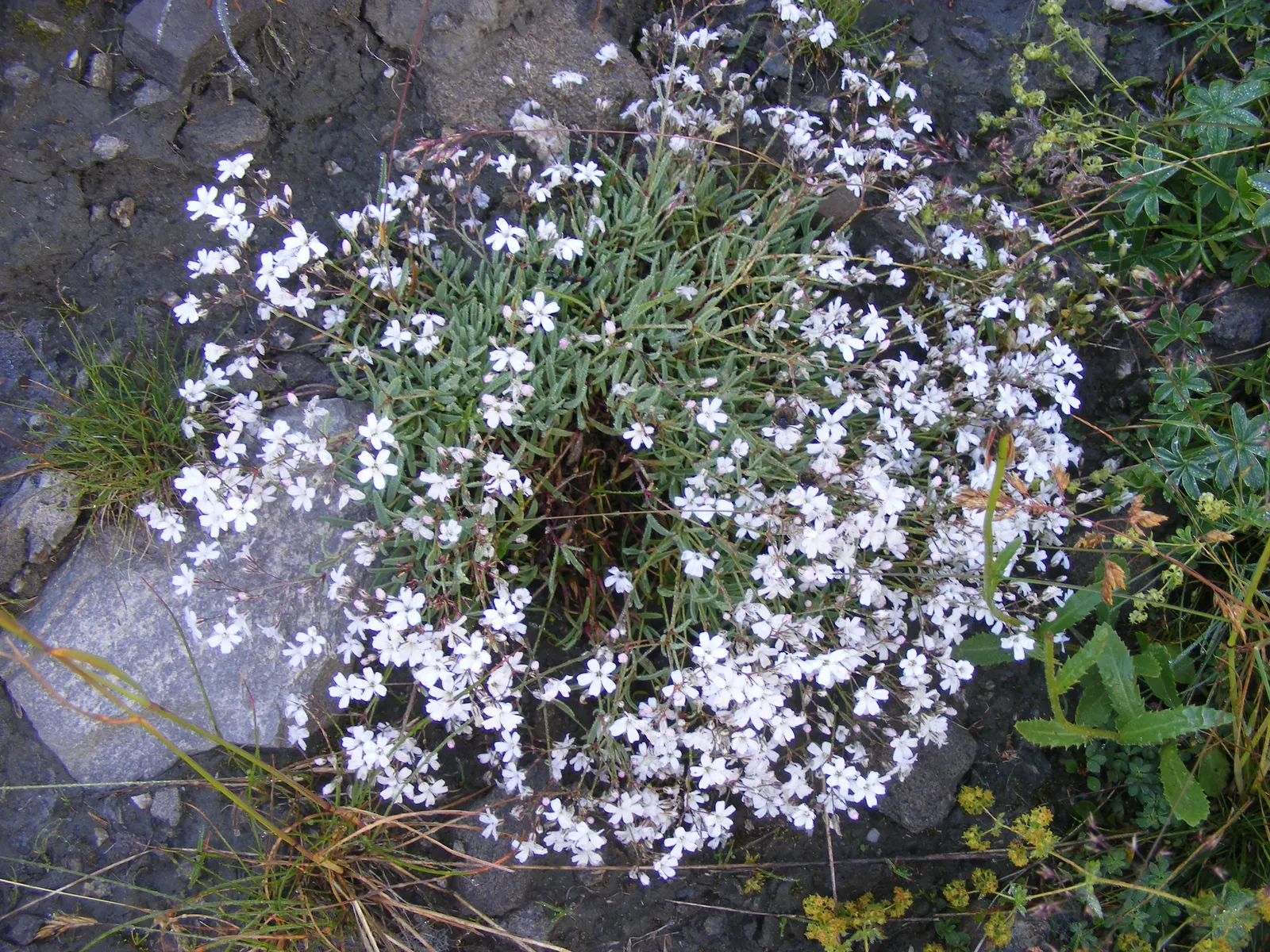 Creeping Baby's Breath (Gypsophila Repens) — Gypsophila repens demands well-drained soil, ideally with a neutral to slightly alkaline pH; small white or soft