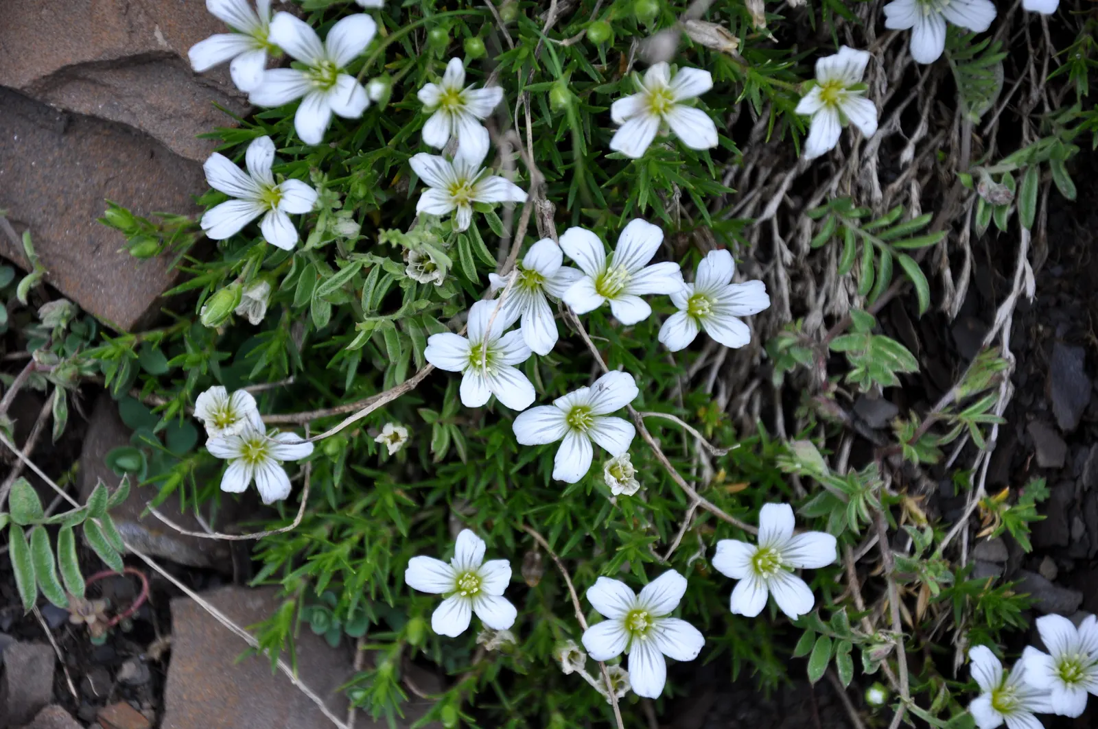 Creeping Baby's Breath (Gypsophila Repens) — ground cover / perennial for full; this species is low maintenance