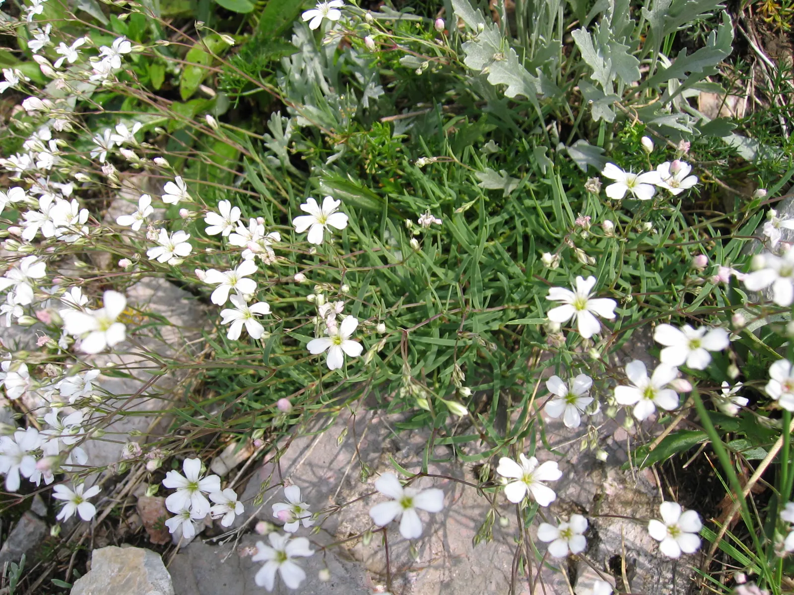 Creeping Baby's Breath (Gypsophila Repens) — white or pale pink flowers