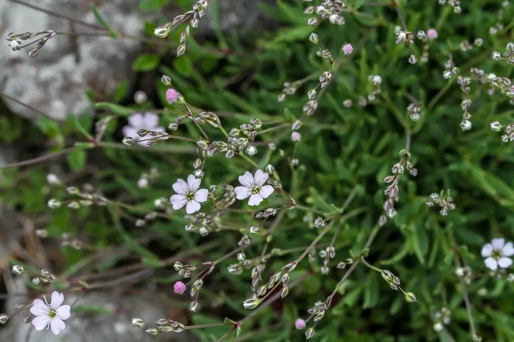 Creeping Baby's Breath (Gypsophila Repens) — Creeping Baby's Breath (Gypsophila repens) is a perennial ground cover, thriving in USDA zones 3-9