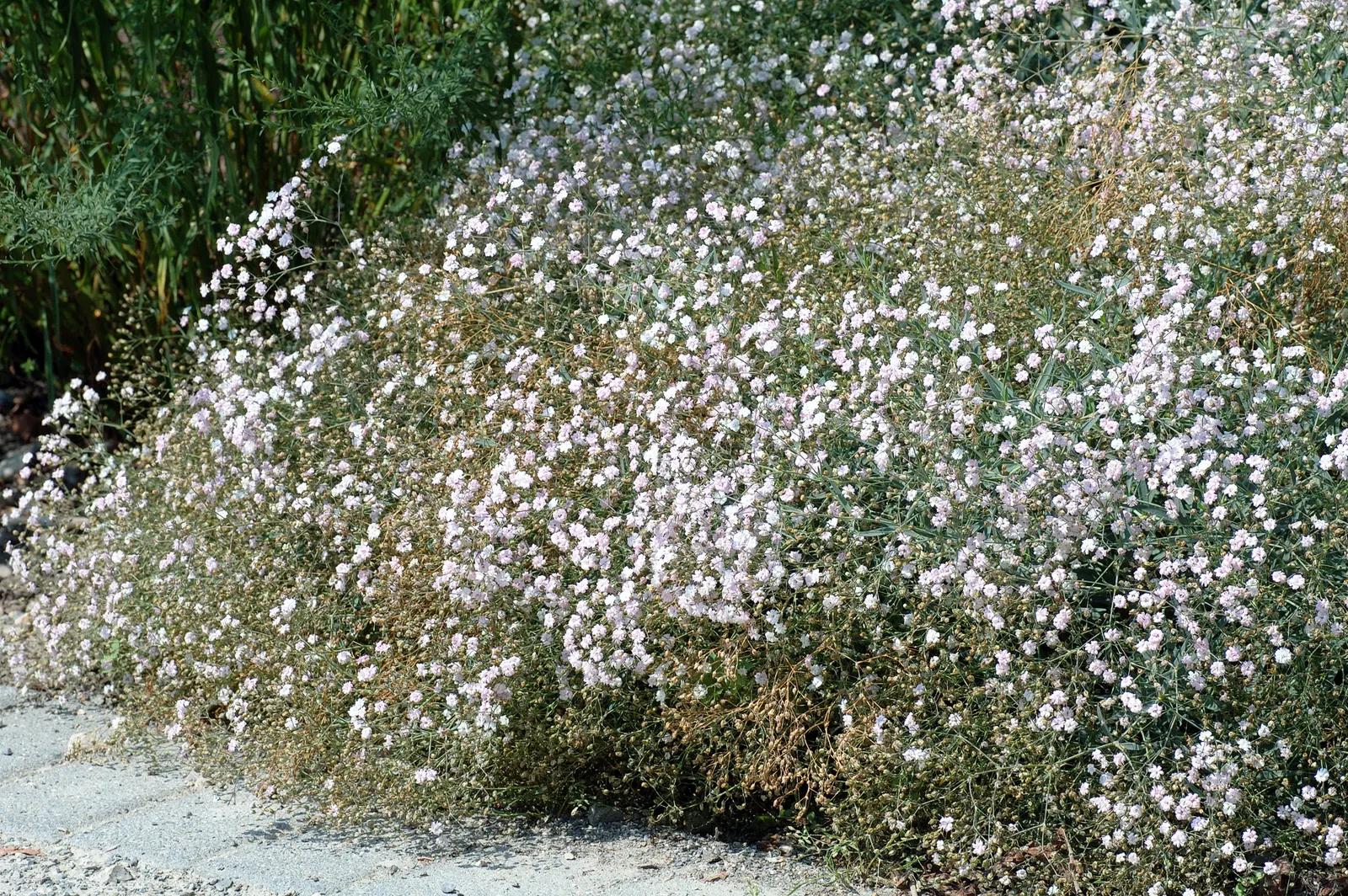 Creeping Baby's Breath (Gypsophila Repens) — adding a soft texture to garden edges; it forms a low mat up to 6-12 inches wide, with delicate, small leaves