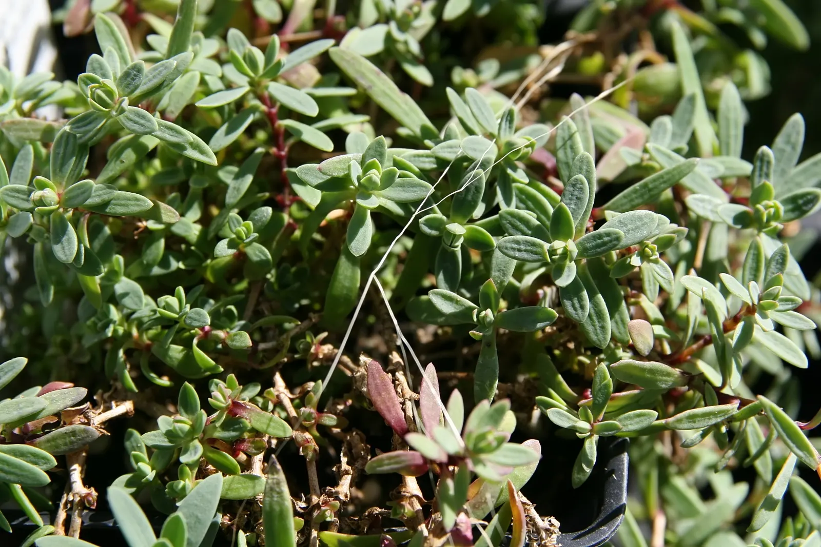 Creeping Baby's Breath (Gypsophila Repens) — or filling spaces between stepping stones; gypsophila repens demands well-drained soil, ideally with a neutral to