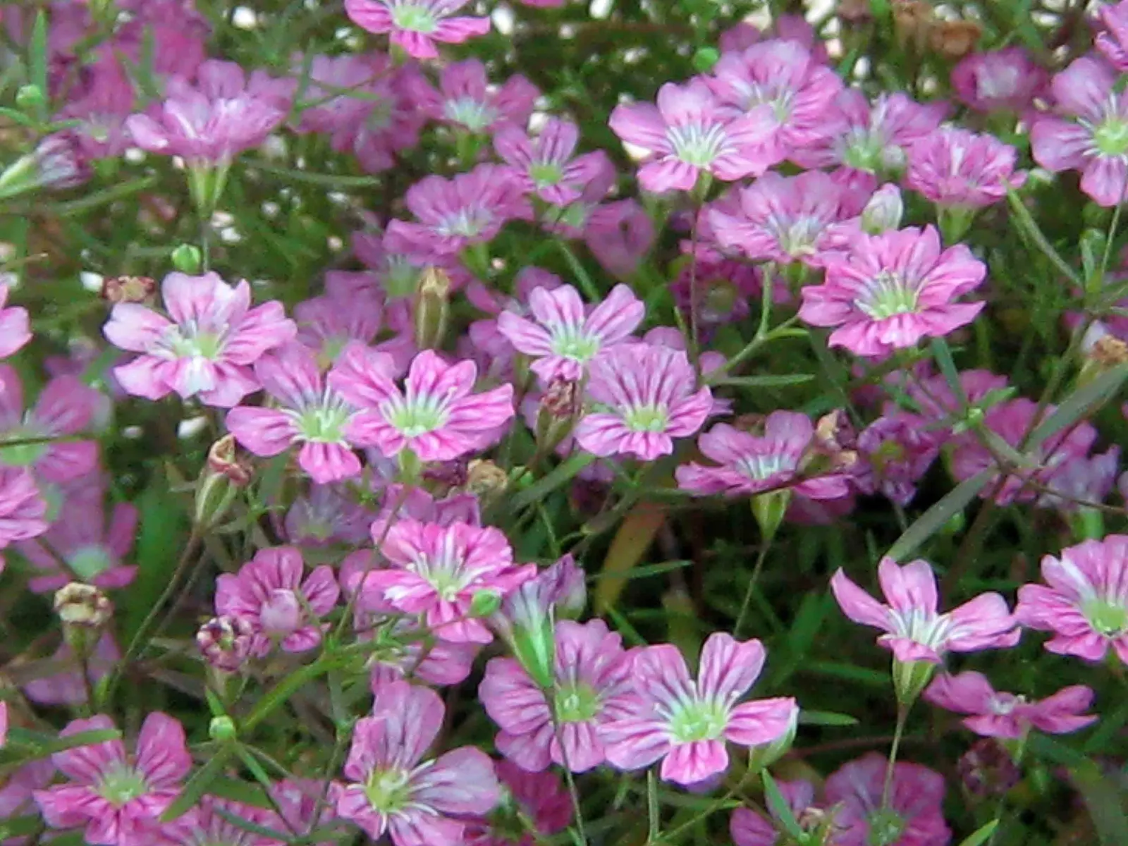 Creeping Baby's Breath (Gypsophila Repens) — pink and white flowers in the garden