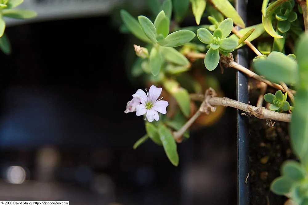 Creeping Baby's Breath (Gypsophila Repens) — It forms a low mat up to 6-12 inches wide, with delicate, small leaves; mat-forming spread of narrow, image 48