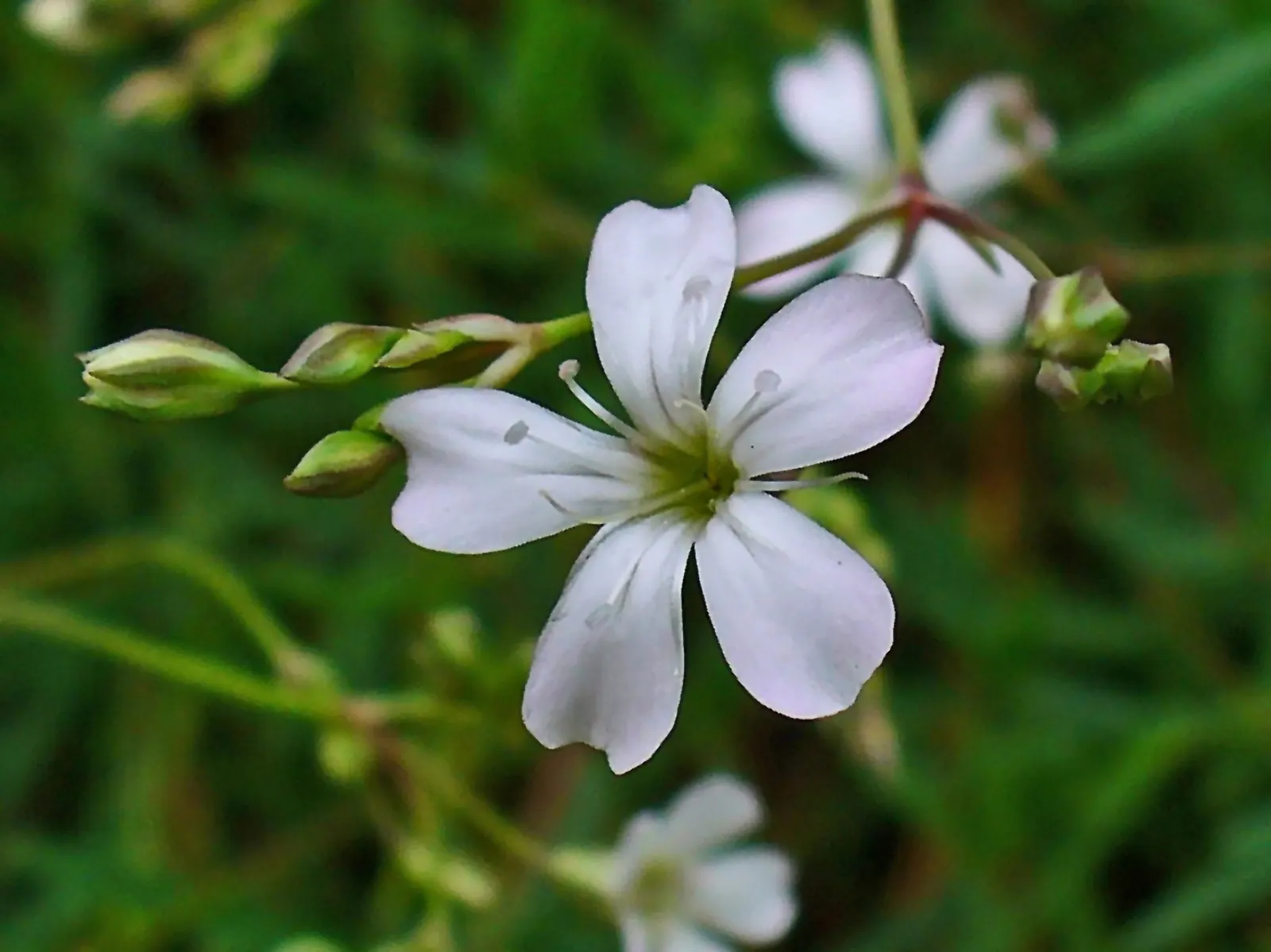 Creeping Baby's Breath (Gypsophila Repens) — It forms a low mat up to 6-12 inches wide, with delicate, small leaves; mat-forming spread of narrow