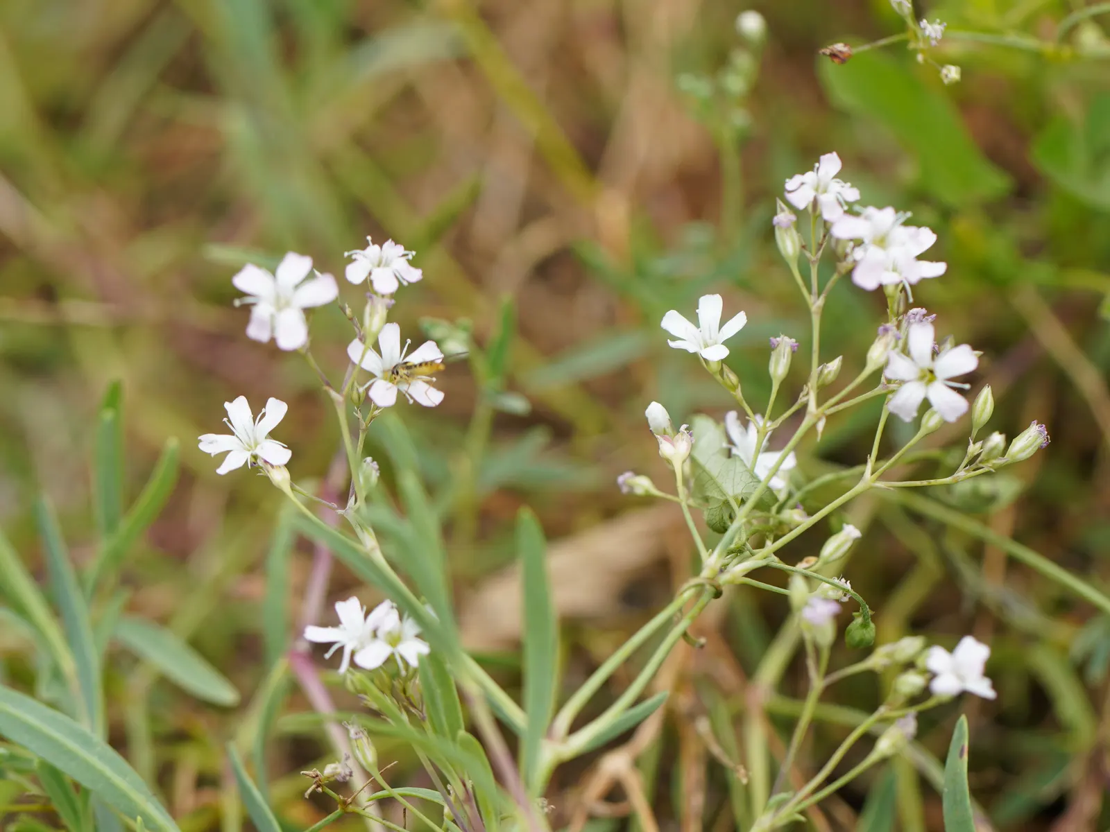 Creeping Baby's Breath (Gypsophila Repens) — Gypsophila repens demands well-drained soil, ideally with a neutral to slightly alkaline pH