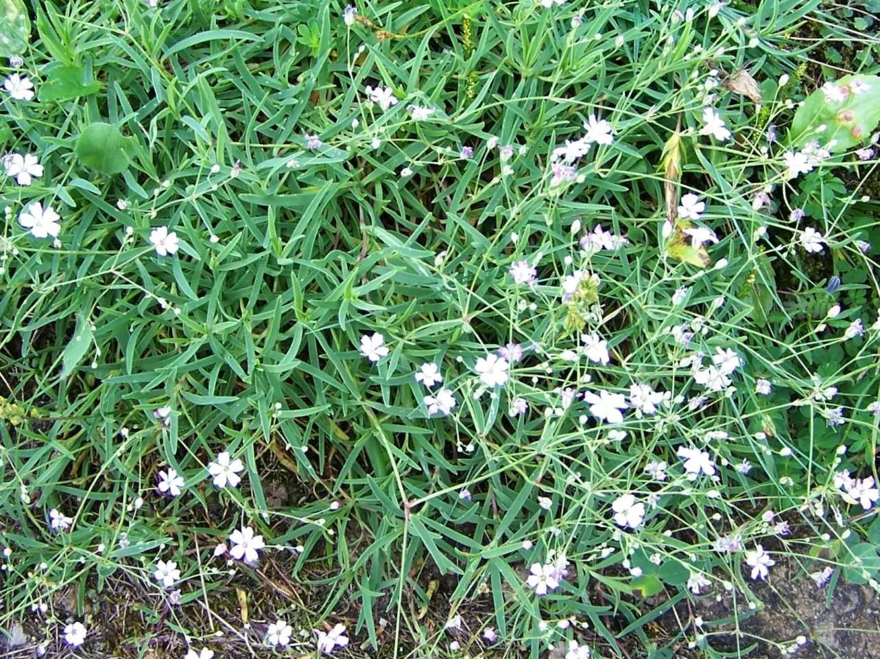 Creeping Baby's Breath (Gypsophila Repens) — mat-forming spread of narrow