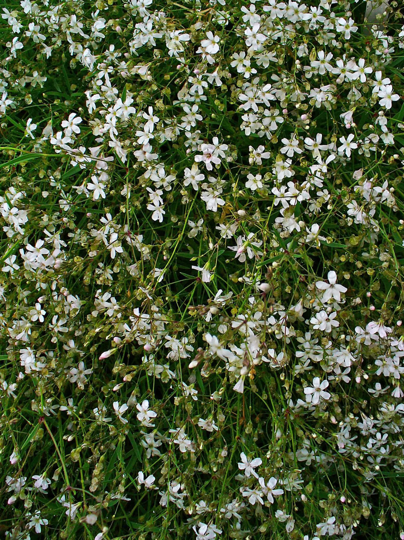 Creeping Baby's Breath (Gypsophila Repens) — It forms a low mat up to 6-12 inches wide, with delicate, small leaves