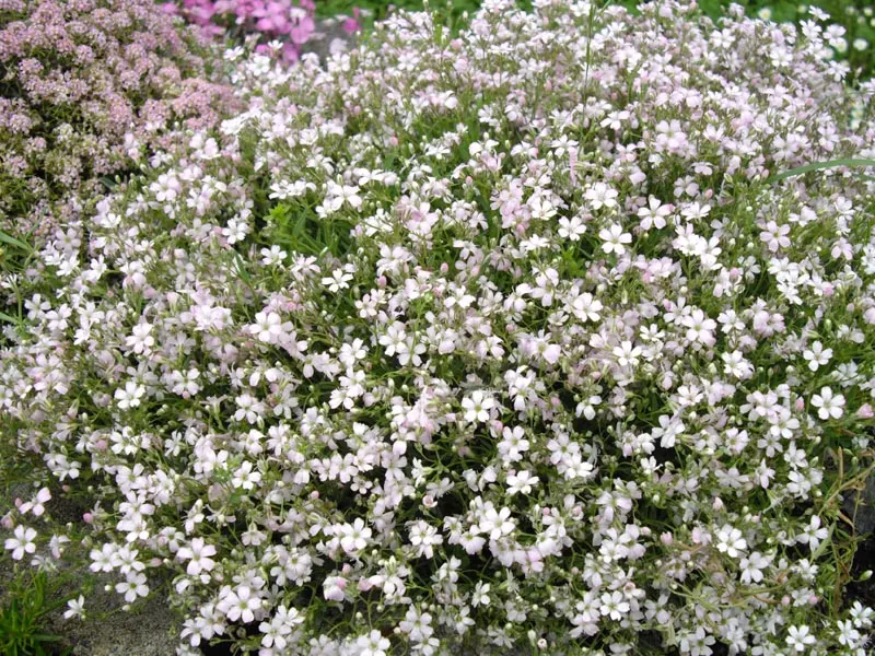 Creeping Baby's Breath (Gypsophila Repens) — requiring full sun for optimal flourishing; ground cover / perennial for full