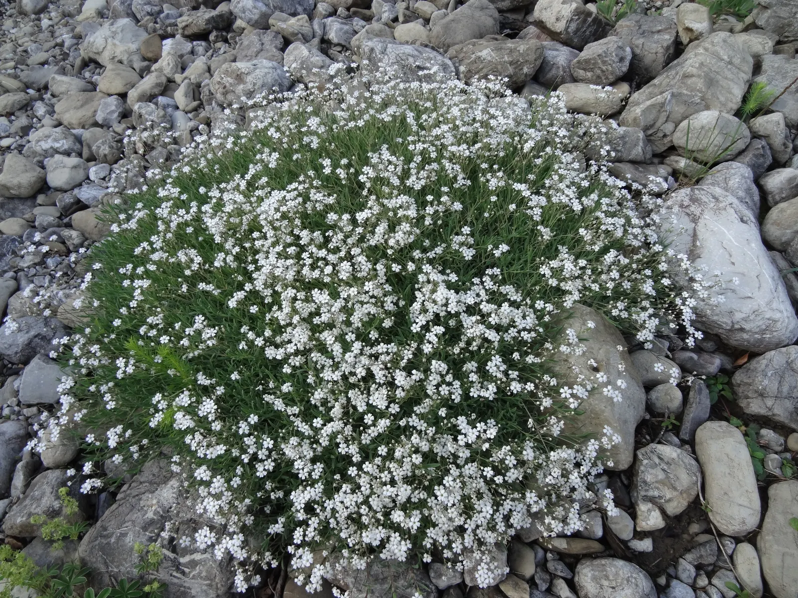 Creeping Baby's Breath (Gypsophila Repens) — Its trailing habit makes it a splendid choice for softening edges along pathways; creeping Baby's Breath