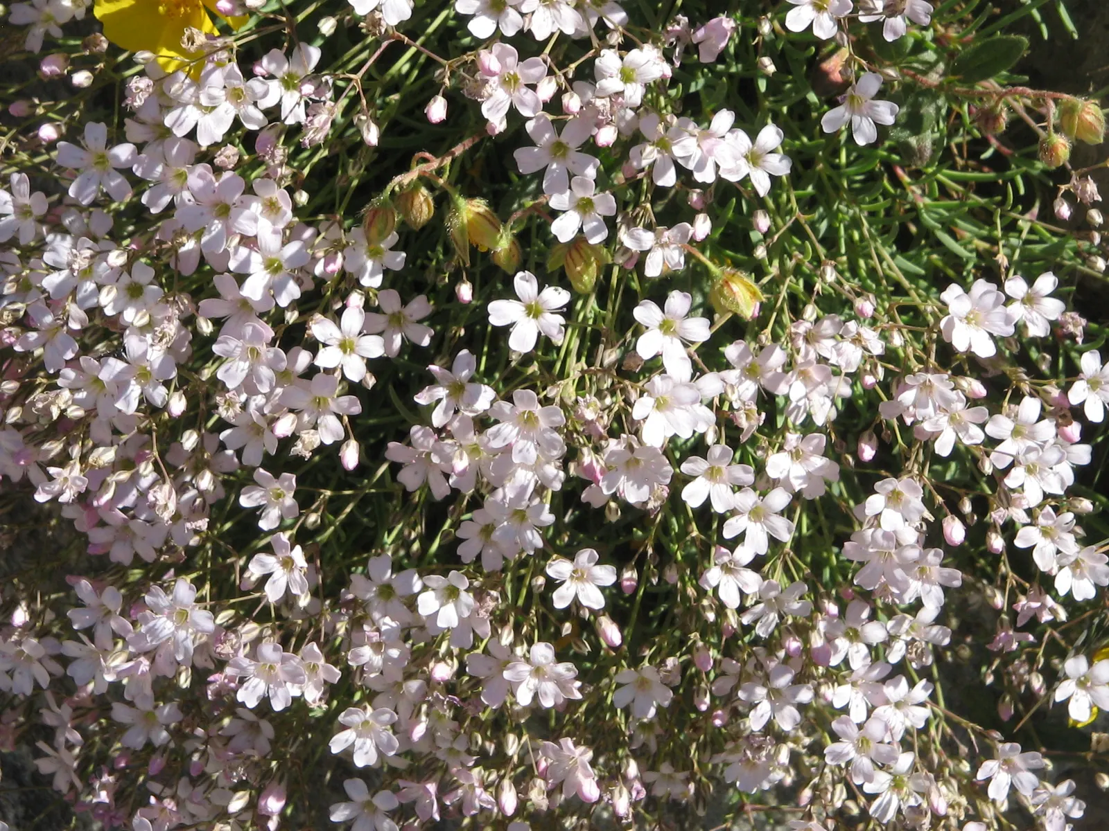 Creeping Baby's Breath (Gypsophila Repens) — or filling spaces between stepping stones