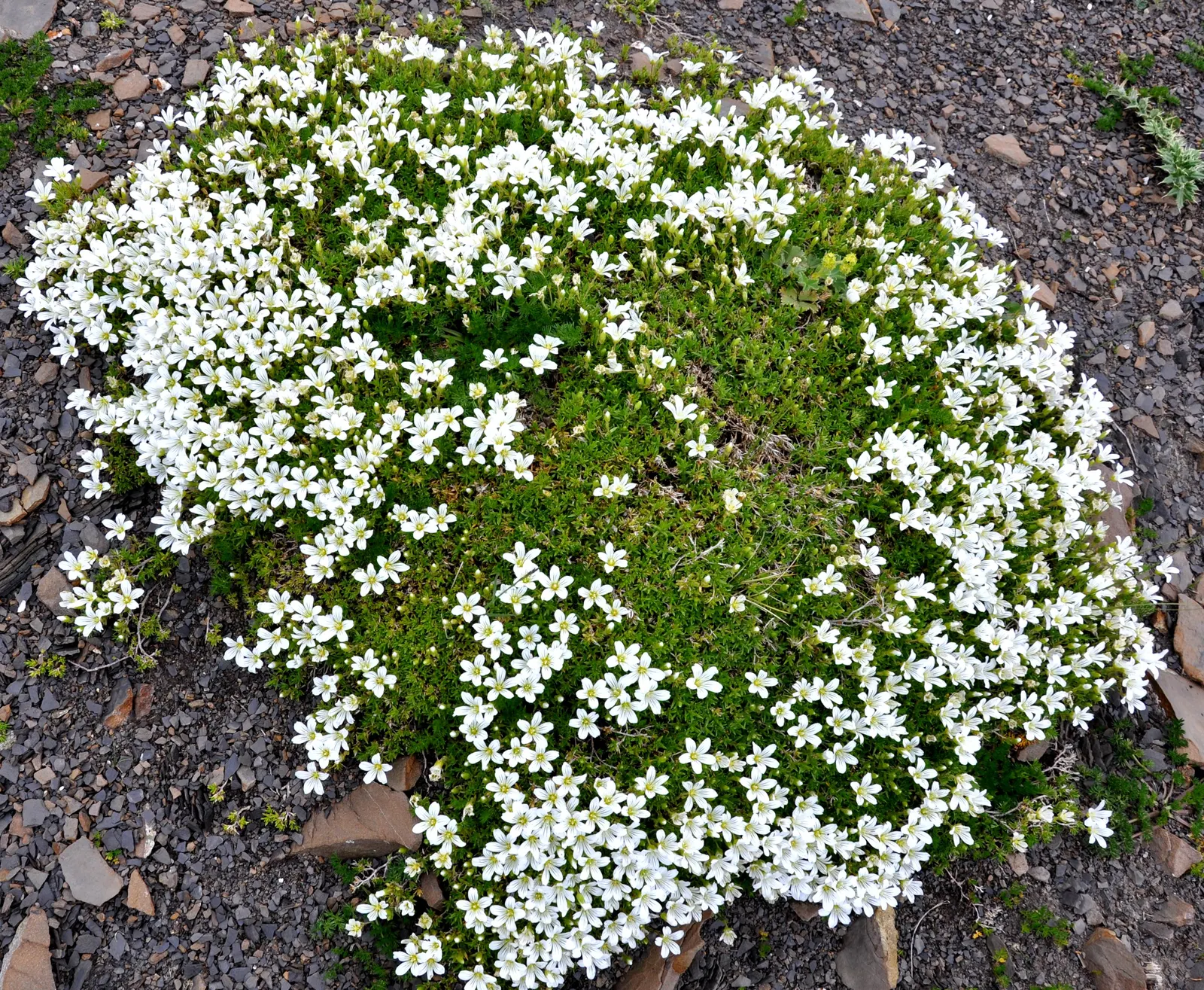 Creeping Baby's Breath (Gypsophila Repens) — adding a soft texture to garden edges; it forms a low mat up to 6-12 inches wide, with delicate, small, image 50